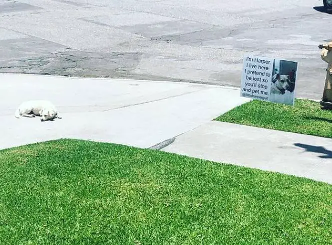 Cachorra finge que está abandonada para receber carinho de pessoas que passam na rua cachorra-aplica-golpes-em-estranhos-para-receber-carinho