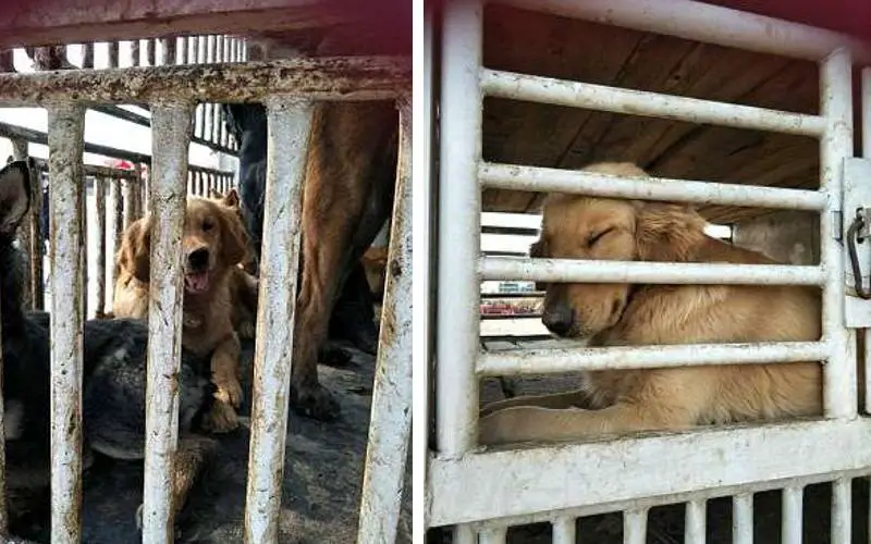 Cachorra chora de emoção ao ser resgatada antes de ter um triste fim cachorra-chora-de-emocao-ao-ser-resgatada