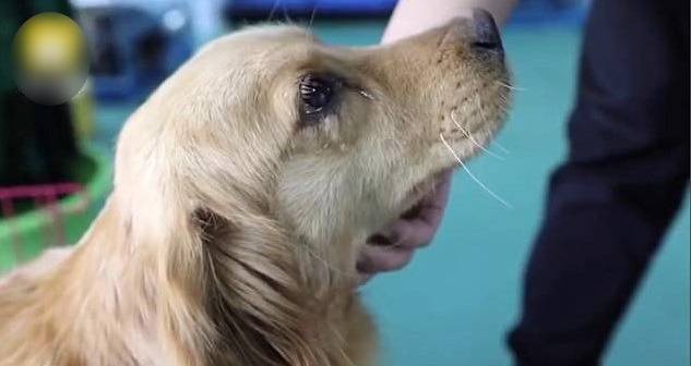 Cachorra chora de emoção ao ser resgatada antes de ter um triste fim cachorra-chora-de-emocao-ao-ser-resgatada