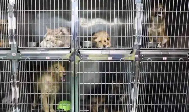 Cachorra chora de emoção ao ser resgatada antes de ter um triste fim cachorra-chora-de-emocao-ao-ser-resgatada