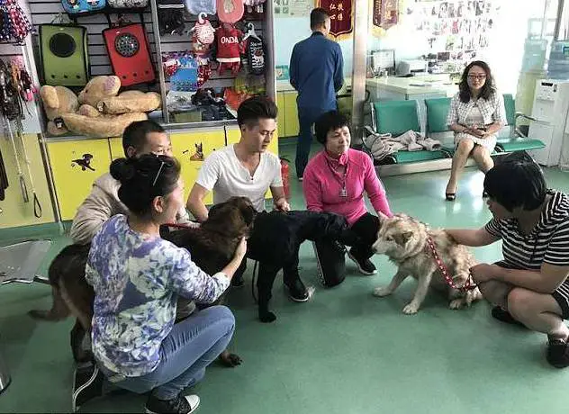Cachorra chora de emoção ao ser resgatada antes de ter um triste fim cachorra-chora-de-emocao-ao-ser-resgatada