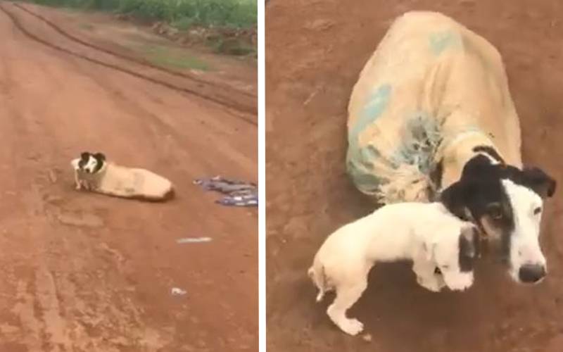 Cachorra é encontrada em um saco com os filhotes e salva por um anjo cachorra-e-encontrada-em-um-saco-com-os-filhotes