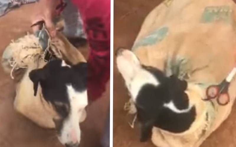 Cachorra é encontrada em um saco com os filhotes e salva por um anjo cachorra-e-encontrada-em-um-saco-com-os-filhotes