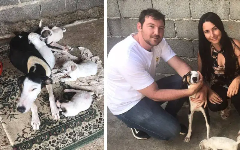 Cachorra é encontrada em um saco com os filhotes e salva por um anjo cachorra-e-encontrada-em-um-saco-com-os-filhotes