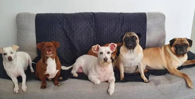 Cachorra resgatada celebra seu aniversário com bolo especial Cachorra resgatada celebra seu aniversário com bolo especial