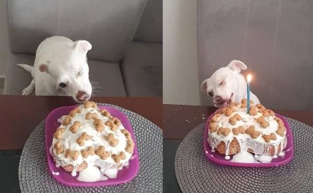 Cachorra resgatada celebra seu aniversário com bolo especial
