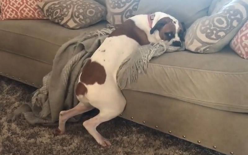 Cachorra inventa um jeito para burlar a regra e subir no sofá cachorra-inventa-um-jeito-para-burlar-a-regra-e-subir-no-sofa