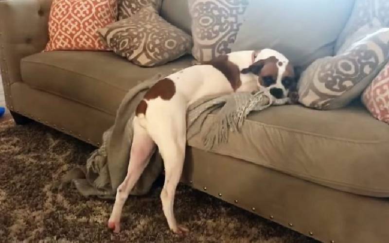 Cachorra inventa um jeito para burlar a regra e subir no sofá cachorra-inventa-um-jeito-para-burlar-a-regra-e-subir-no-sofa