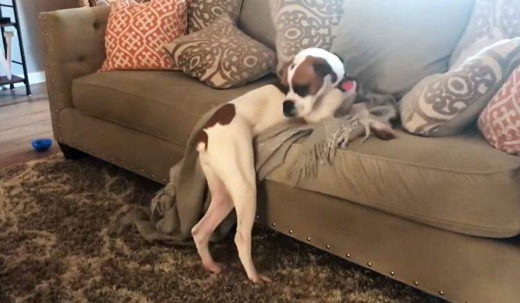 Cachorra inventa um jeito para burlar a regra e subir no sofá cachorra-inventa-um-jeito-para-burlar-a-regra-e-subir-no-sofa