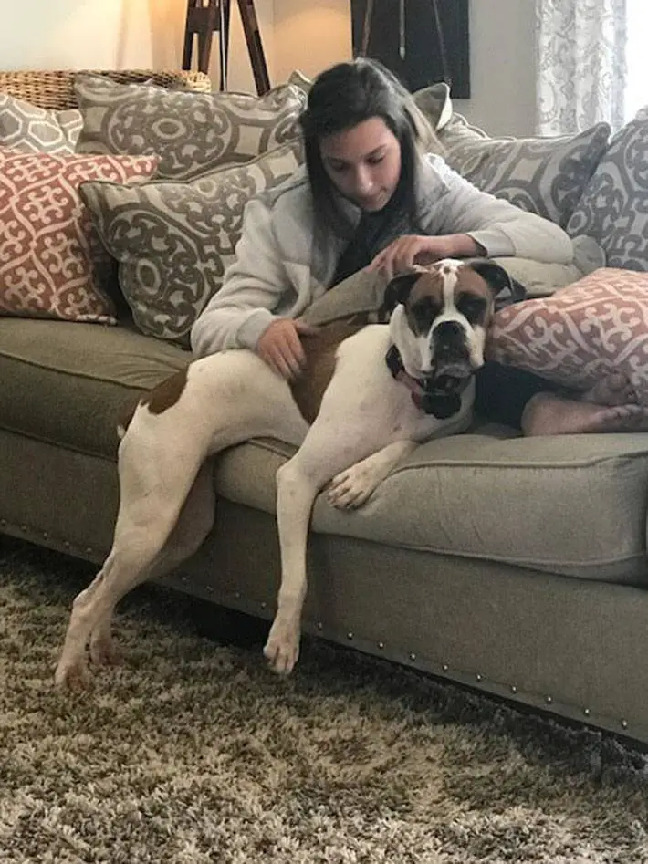 Cachorra inventa um jeito para burlar a regra e subir no sofá cachorra-inventa-um-jeito-para-burlar-a-regra-e-subir-no-sofa