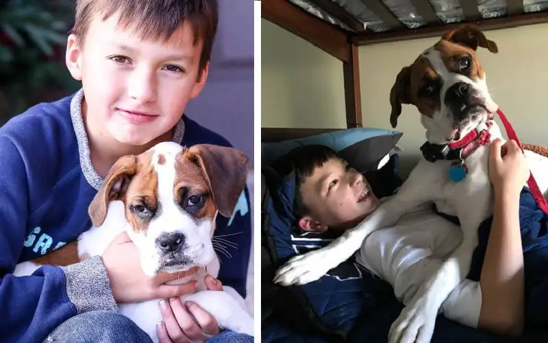 Cachorra inventa um jeito para burlar a regra e subir no sofá cachorra-inventa-um-jeito-para-burlar-a-regra-e-subir-no-sofa