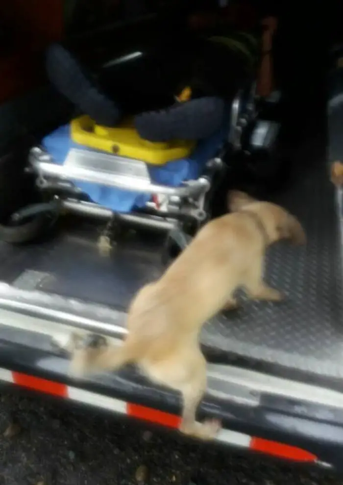 Cachorra leal para o trânsito para buscar ajuda para seu humano que está ferido