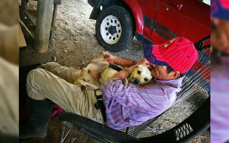 Cachorra leal para o trânsito para buscar ajuda para seu humano que está ferido cachorra-para-o-transito-em-busca-de-ajuda
