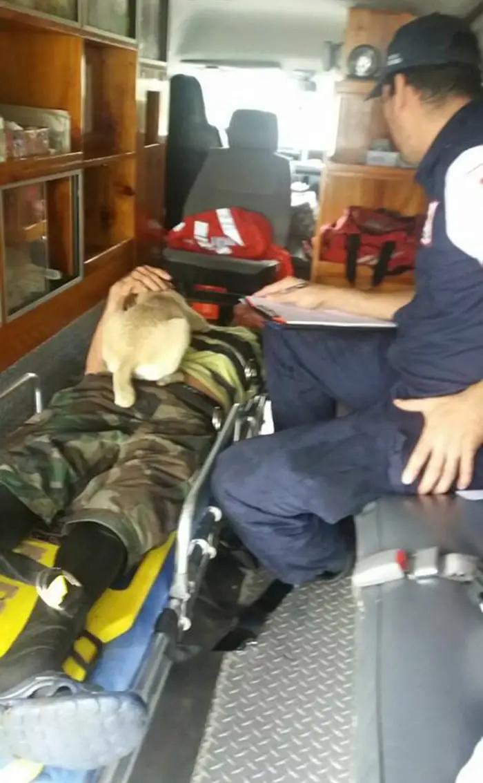 Cachorra leal para o trânsito para buscar ajuda para seu humano que está ferido Cachorra leal para o trânsito para buscar ajuda para seu humano que está ferido