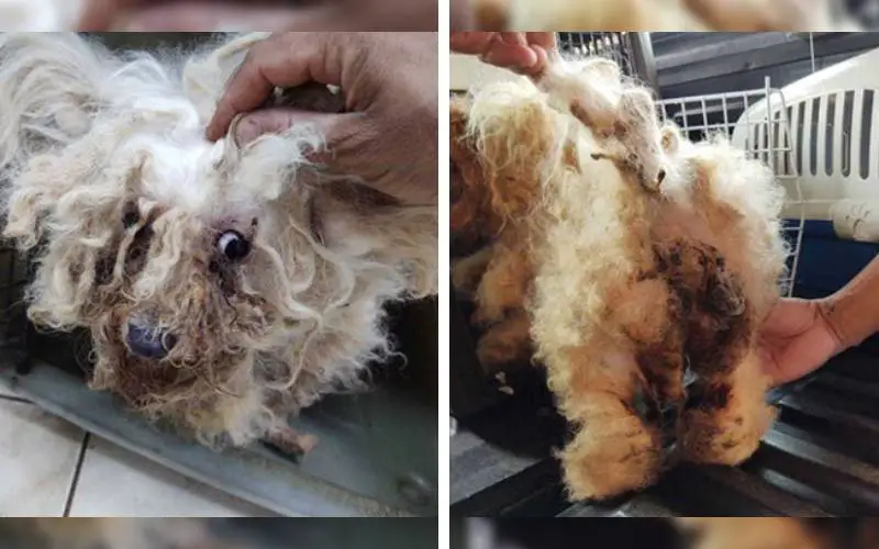 Cachorra se salva de canil clandestino e ganha transformação para adoção cachorra-se-salva-de-canil-clandestino-e-ganha-transformacao