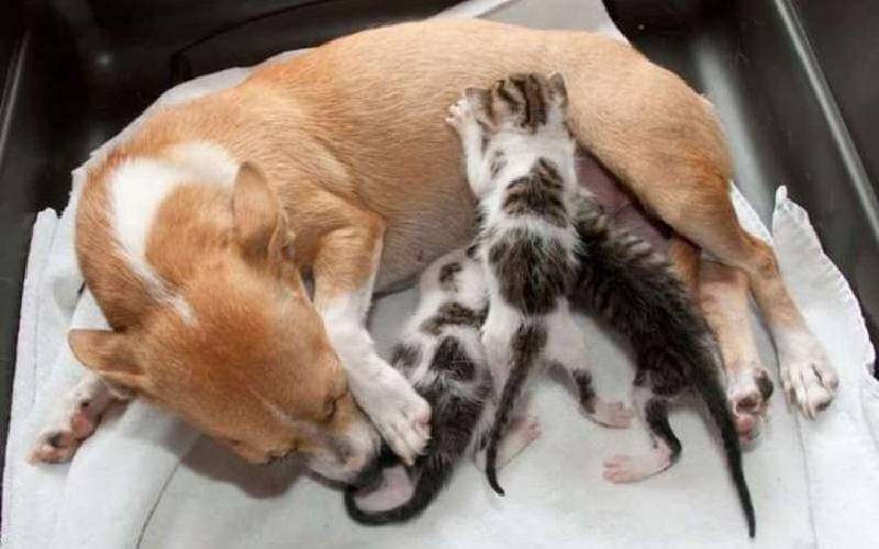Cachorra separada dos filhotes adota gatinhos órfãos cachorra-separada-dos-filhotes-adota-gatinhos-orfaos