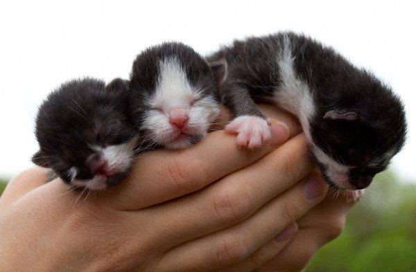 Cachorra separada dos filhotes adota gatinhos órfãos cachorra-separada-dos-filhotes-adota-gatinhos-orfaos