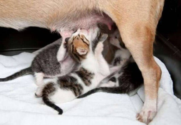 Cachorra separada dos filhotes adota gatinhos órfãos cachorra-separada-dos-filhotes-adota-gatinhos-orfaos