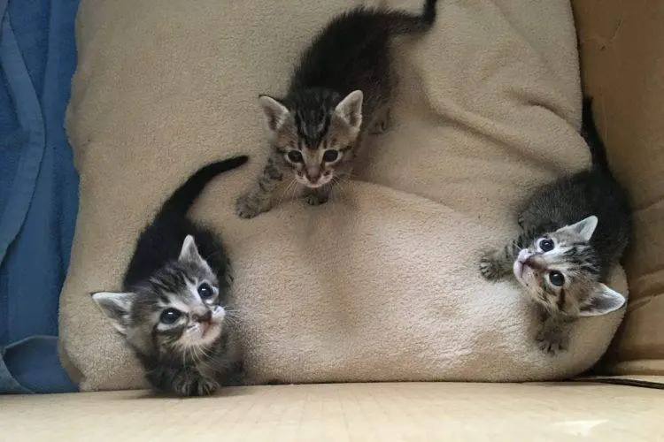Cachorra separada dos filhotes adota gatinhos órfãos cachorra-separada-dos-filhotes-adota-gatinhos-orfaos