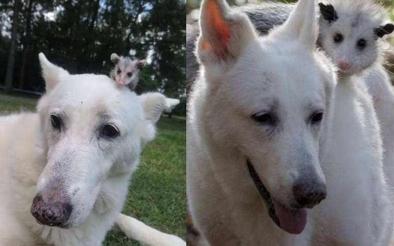Cachorra surpreende ao adotar um gambá que ficou órfão como se fosse seu próprio filhote cachorra-surpreende-ao-adotar-um-gamba