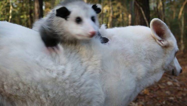 Cachorra surpreende ao adotar um gambá que ficou órfão como se fosse seu próprio filhote cachorra-surpreende-ao-adotar-um-gamba