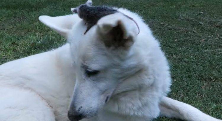Cachorra surpreende ao adotar um gambá que ficou órfão como se fosse seu próprio filhote cachorra-surpreende-ao-adotar-um-gamba