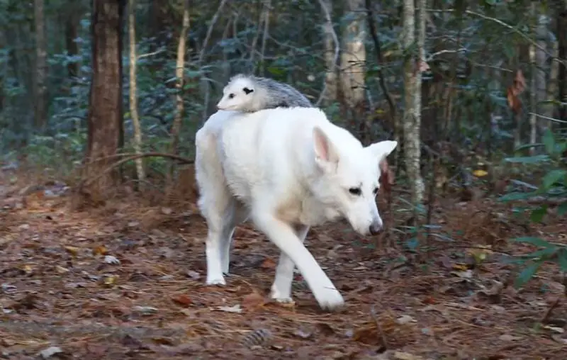 Cachorra surpreende ao adotar um gambá que ficou órfão como se fosse seu próprio filhote cachorra-surpreende-ao-adotar-um-gamba