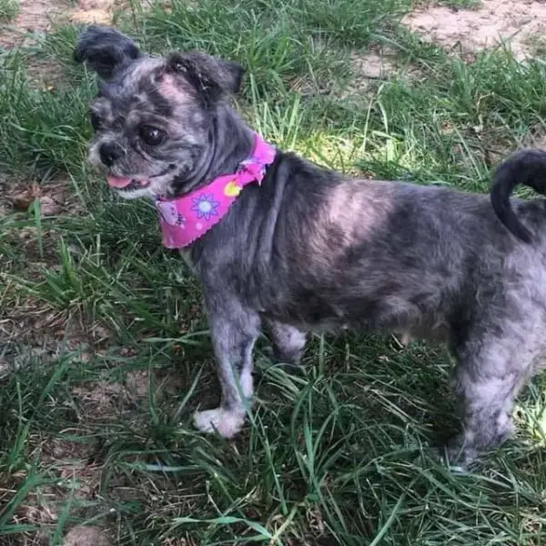 Cachorrinha abandonada volta e enxergar depois de carinho e uma tosa cachorra-volta-e-enxergar-depois-da-tosa