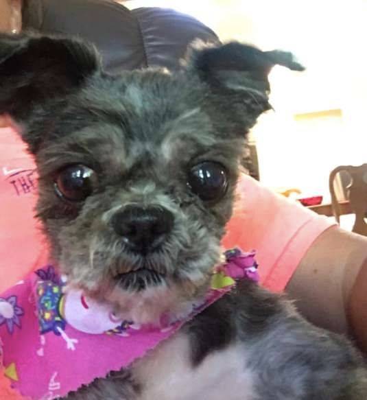 Cachorrinha abandonada volta e enxergar depois de carinho e uma tosa cachorra-volta-e-enxergar-depois-da-tosa