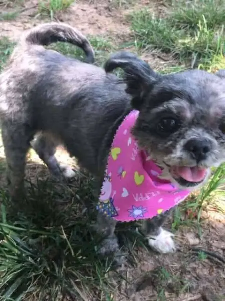 Cachorrinha abandonada volta e enxergar depois de carinho e uma tosa cachorra-volta-e-enxergar-depois-da-tosa