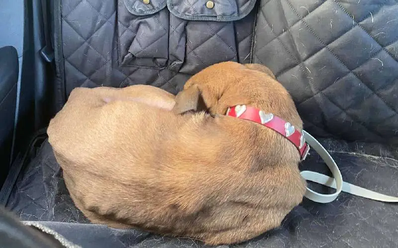 Cachorrinha de abrigo que não queria olhar para ninguém passa por transformação surpreendente Cachorrinha de abrigo que não queria olhar para ninguém passa por transformação surpreendente