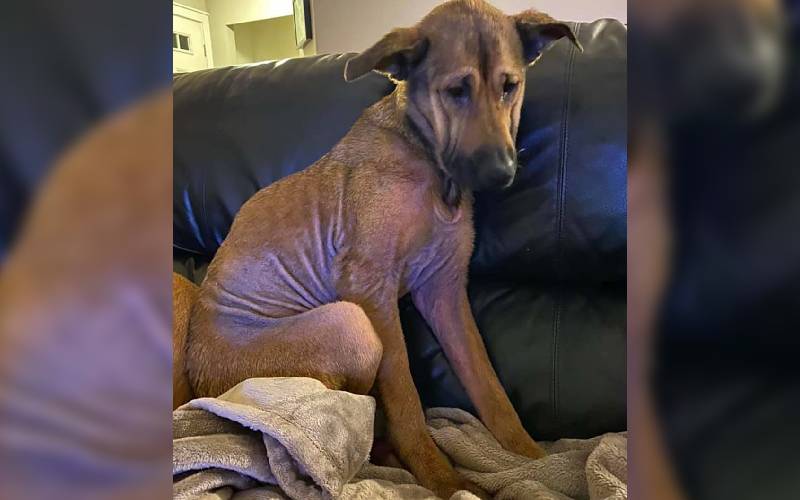 Cachorrinha de abrigo que não queria olhar para ninguém passa por transformação surpreendente Cachorrinha de abrigo que não queria olhar para ninguém passa por transformação surpreendente