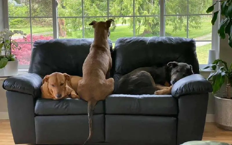 Cachorrinha de abrigo que não queria olhar para ninguém passa por transformação surpreendente Cachorrinha de abrigo que não queria olhar para ninguém passa por transformação surpreendente