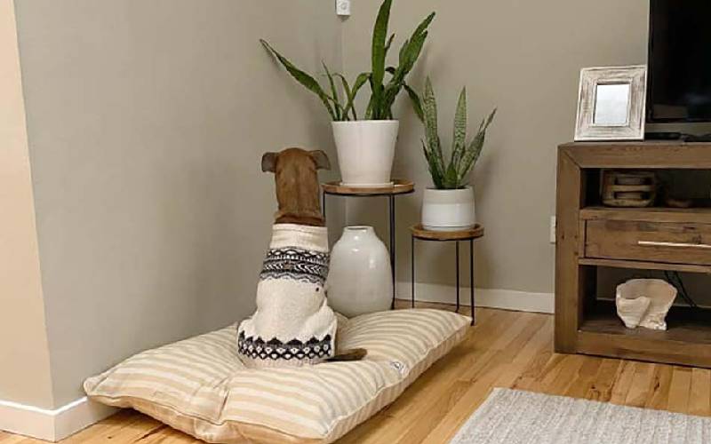 Cachorrinha de abrigo que não queria olhar para ninguém passa por transformação surpreendente Cachorrinha de abrigo que não queria olhar para ninguém passa por transformação surpreendente