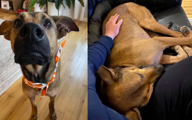 Cachorrinha de abrigo que não queria olhar para ninguém passa por transformação surpreendente
