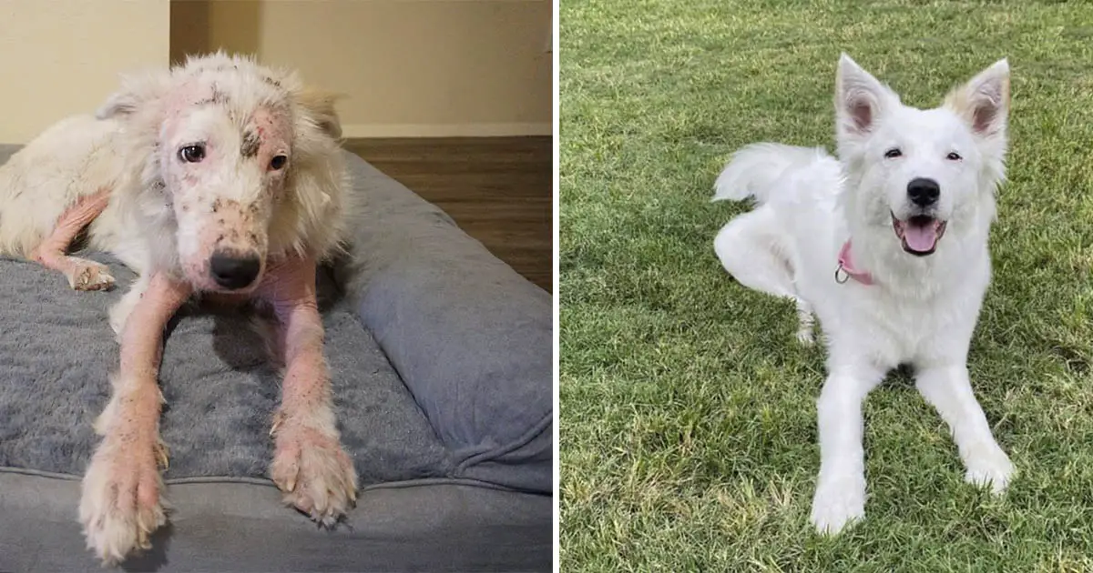 Cachorrinha sem pelos é resgatada e sua pelagem tem transformação surpreendente Cachorrinha sem pelos é resgatada e sua pelagem tem transformação surpreendente