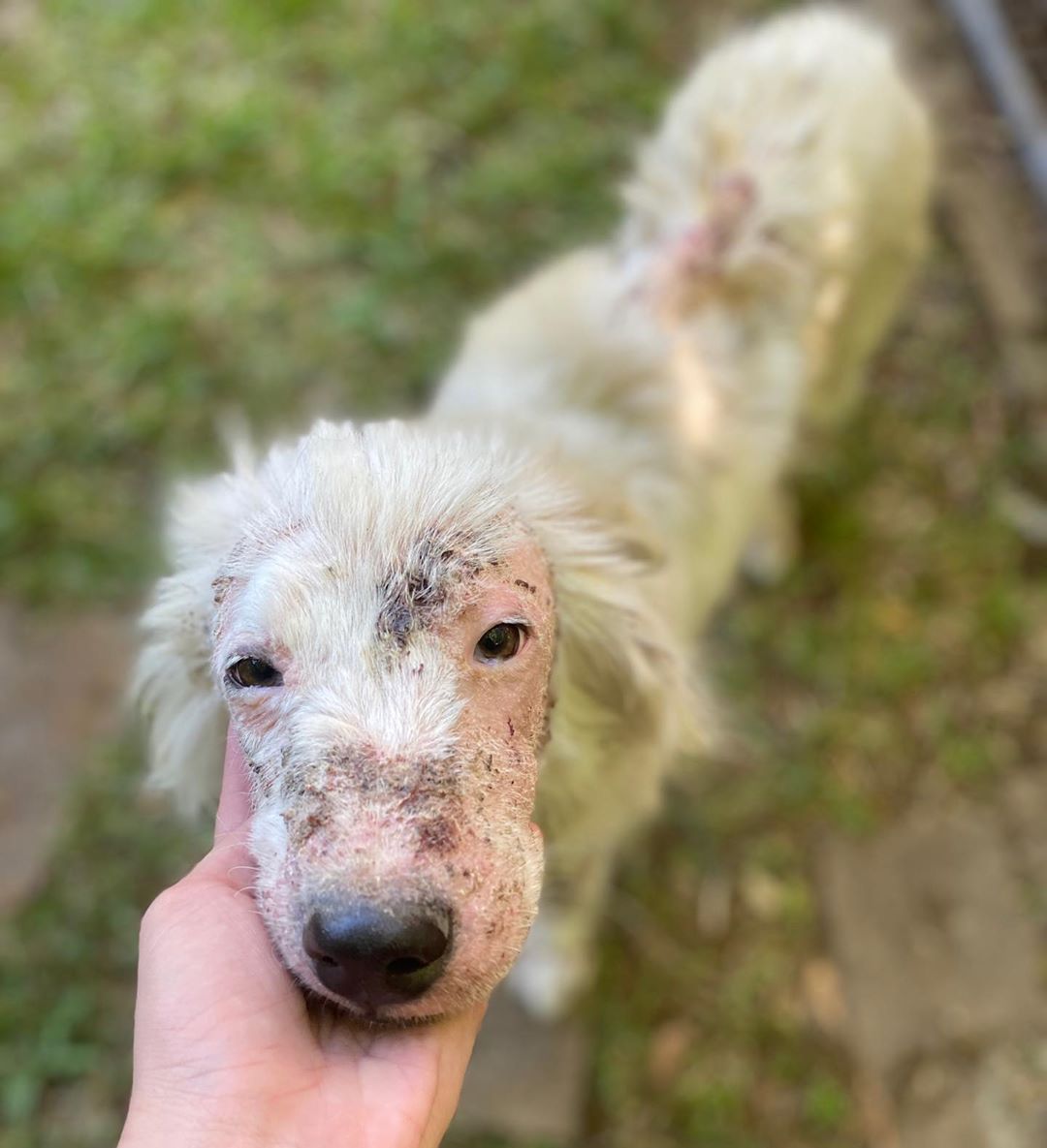 Cachorrinha sem pelos é resgatada e sua pelagem tem transformação surpreendente Cachorrinha sem pelos é resgatada e sua pelagem tem transformação surpreendente
