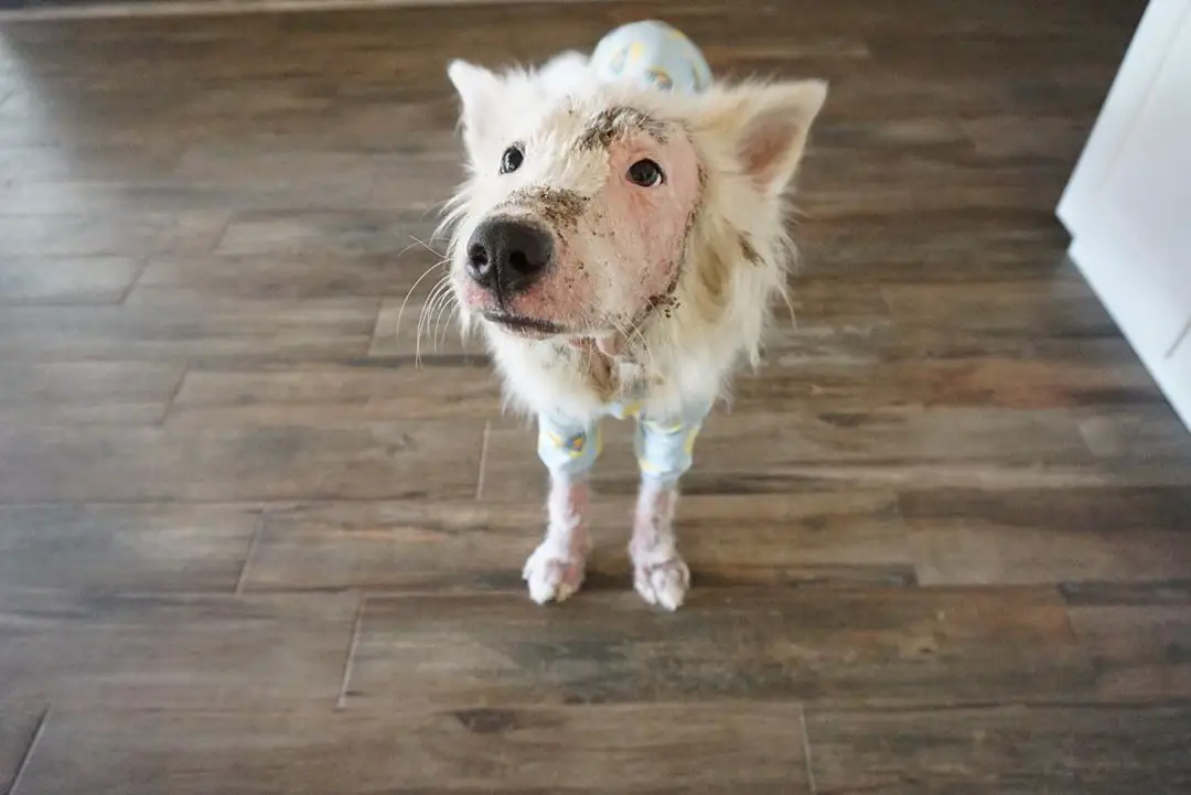 Cachorrinha sem pelos é resgatada e sua pelagem tem transformação surpreendente