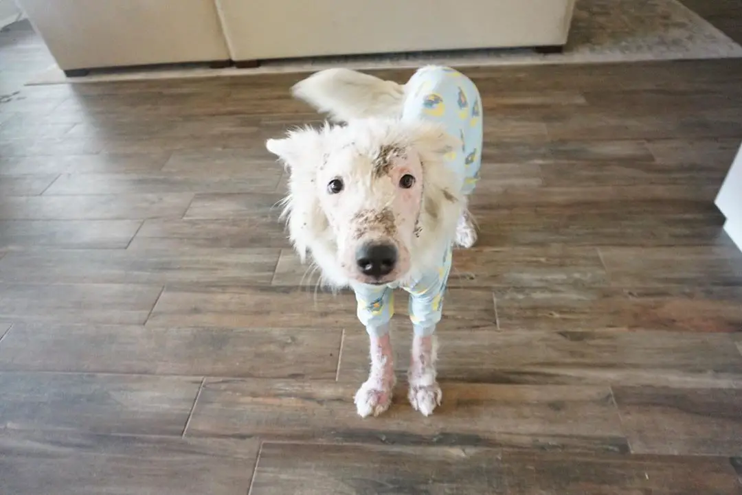 Cachorrinha sem pelos é resgatada e sua pelagem tem transformação surpreendente Cachorrinha sem pelos é resgatada e sua pelagem tem transformação surpreendente