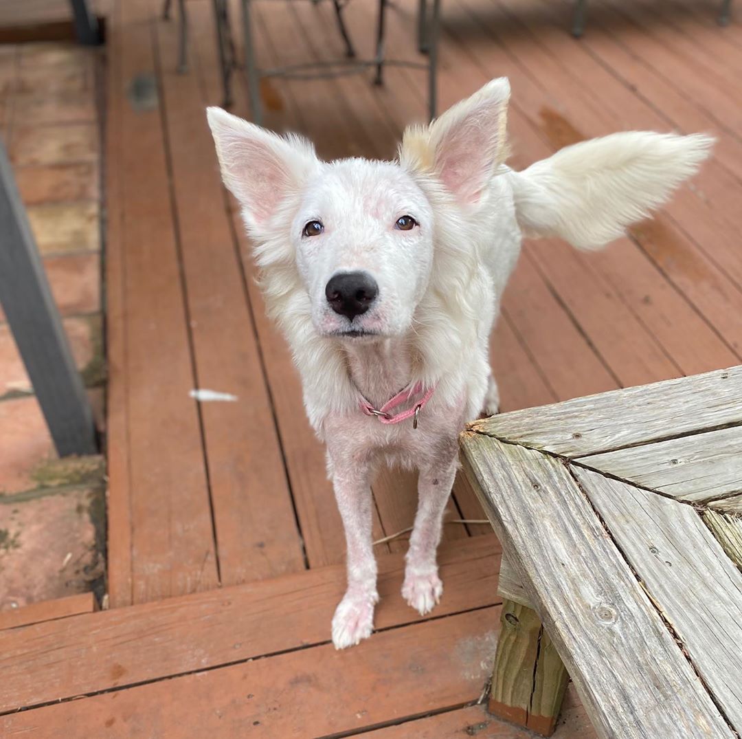 Cachorrinha sem pelos é resgatada e sua pelagem tem transformação surpreendente Cachorrinha sem pelos é resgatada e sua pelagem tem transformação surpreendente