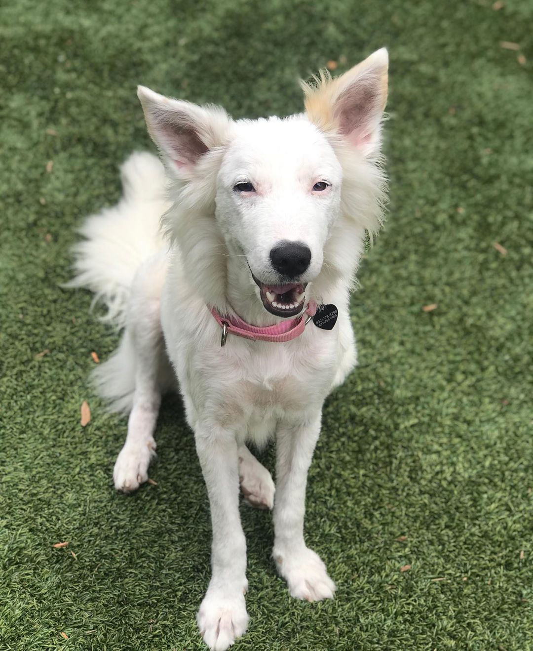Cachorrinha sem pelos é resgatada e sua pelagem tem transformação surpreendente Cachorrinha sem pelos é resgatada e sua pelagem tem transformação surpreendente