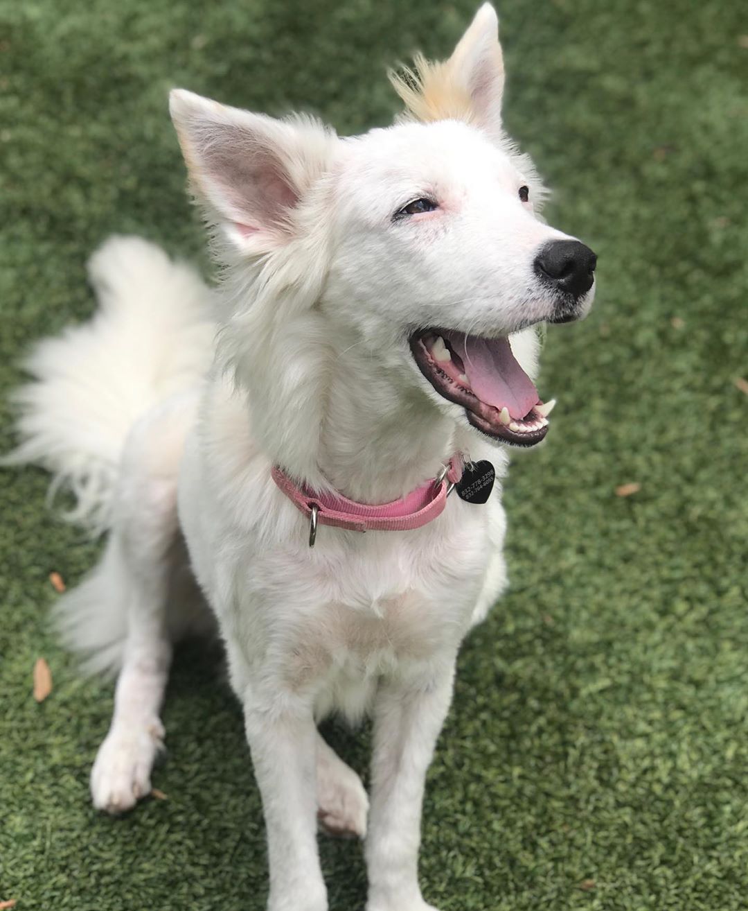 Cachorrinha sem pelos é resgatada e sua pelagem tem transformação surpreendente Cachorrinha sem pelos é resgatada e sua pelagem tem transformação surpreendente