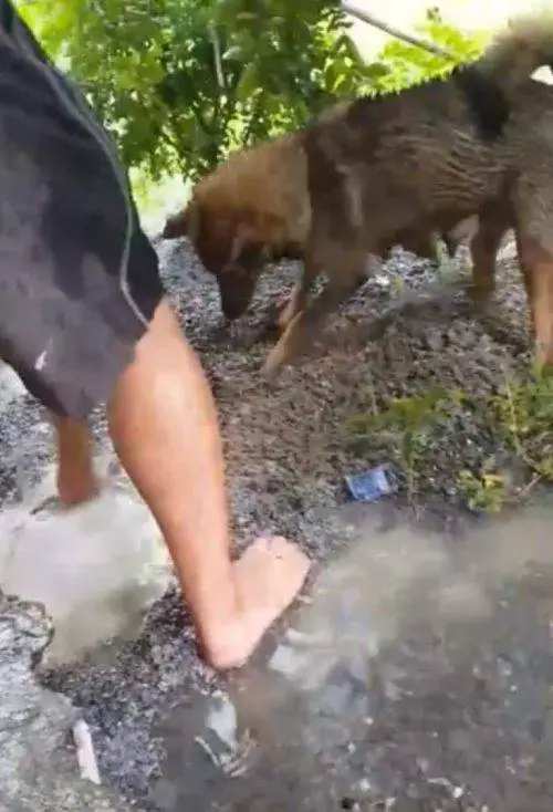 Cachorrinha pula num buraco cheio de água para salvar seus filhotes que estavam se afogando