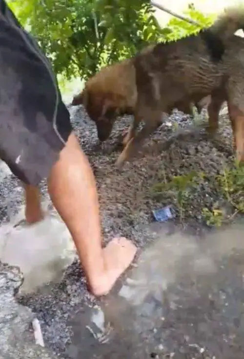 Cachorrinha pula num buraco cheio de água para salvar seus filhotes que estavam se afogando Cachorrinha pula num buraco cheio de água para salvar seus filhotes que estavam se afogando