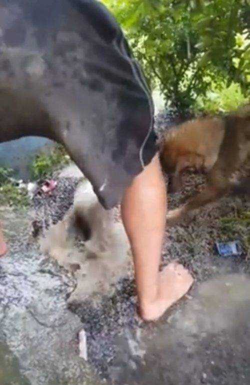 Cachorrinha pula num buraco cheio de água para salvar seus filhotes que estavam se afogando Cachorrinha pula num buraco cheio de água para salvar seus filhotes que estavam se afogando