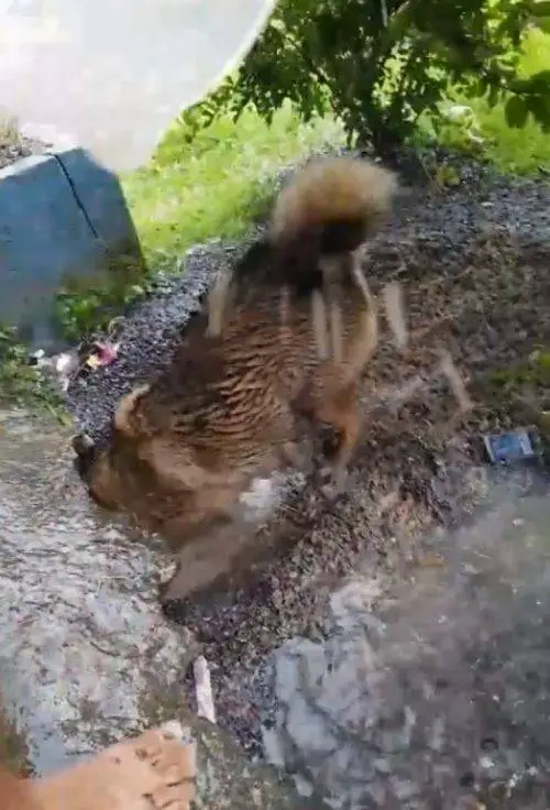Cachorrinha pula num buraco cheio de água para salvar seus filhotes que estavam se afogando Cachorrinha pula num buraco cheio de água para salvar seus filhotes que estavam se afogando