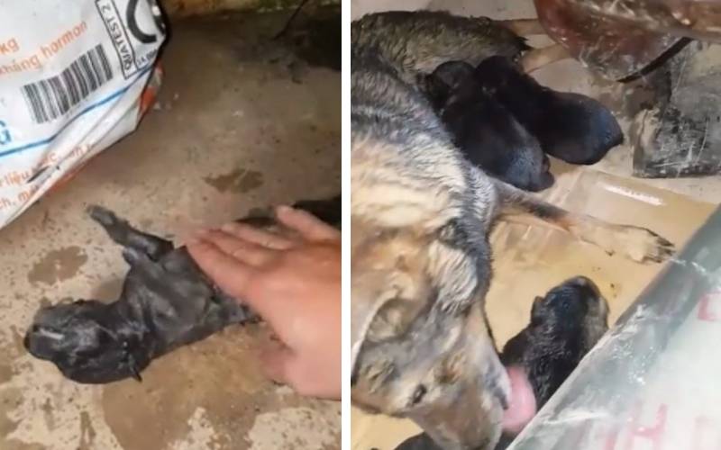 Cachorrinha pula num buraco cheio de água para salvar seus filhotes que estavam se afogando