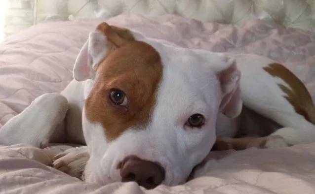 Cachorrinho é devolvido 5 vezes ao abrigo por ser desobediente. Eles não sabiam que ele era surdo Cachorrinho é devolvido 5 vezes ao abrigo por não prestar atenção. Eles não sabiam que ele era surdo