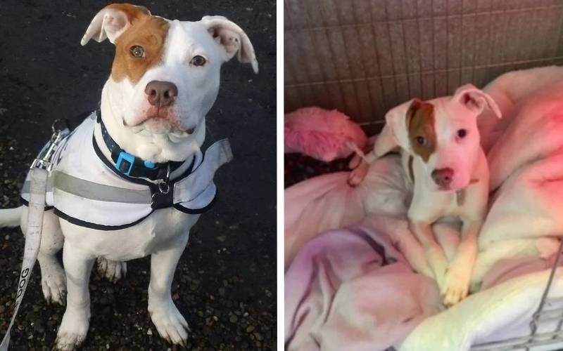 Cachorrinho é devolvido 5 vezes ao abrigo por ser desobediente. Eles não sabiam que ele era surdo Cachorrinho é devolvido 5 vezes ao abrigo por não prestar atenção. Eles não sabiam que ele era surdo