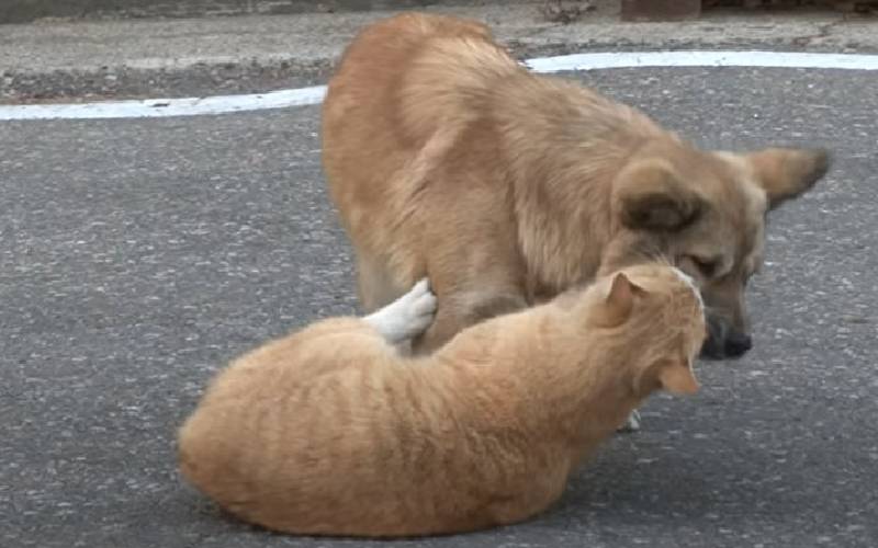 Gato de rua conforta cãozinho abandonado que espera que sua família retorne para buscá-lo cachorro-abandonado-e-confortado-por-gato-de-rua
